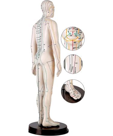 52CM Human Acupuncture Female Model Chinese Medicine Acupuncture Human Anatomy for Learning Meridians and Acupoints Arm Can Be Rotated - Buy Online on GoSupps.com