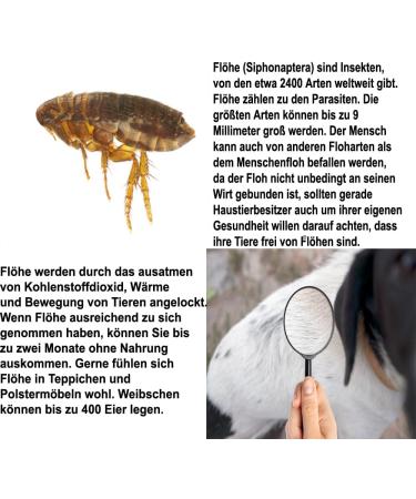 Pvu Flea Spray 5L + 500ml | Long-Term Flea Protection for Pets | Water-Based Indoor & Outdoor Use - Buy Online on GoSupps.com