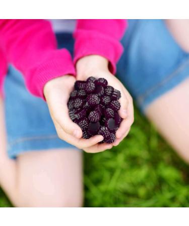 Sambucol Black Elderberry Gummies - 30 Count | Immune Support & Antioxidants - Buy Online on GoSupps.com