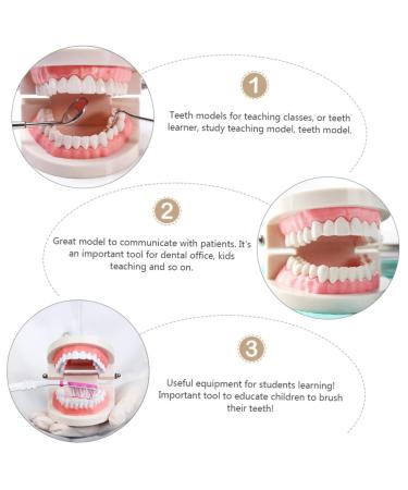 Kichouse Toy 1 PC Tooth Model - Standard Typodonto Dental Health Model for Kids | Eco-Friendly Plastic - Buy Online on GoSupps.com