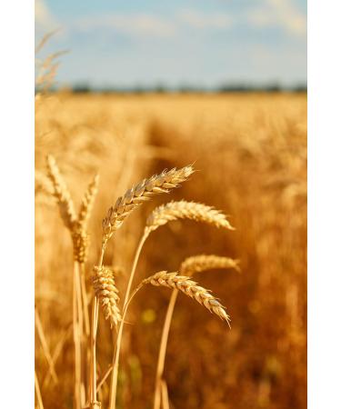 NAVEEN COSMOS BAKUCHIOL Age-Defying Wonder Oil-1% - Buy Online on GoSupps.com