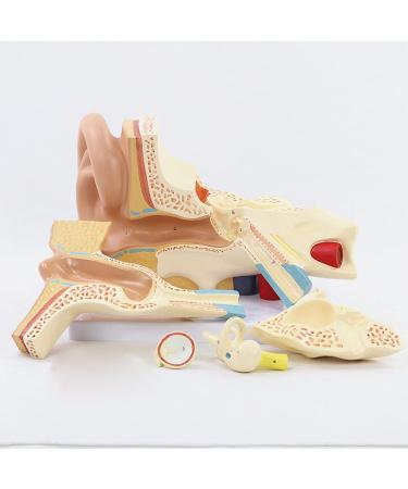 5 Part Human Ear Anatomy Model with Base Human Ear Joint Simulation Model Medical Anatomy PVC Plastic Desktop Decoration - Buy Online on GoSupps.com