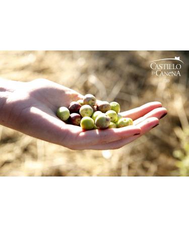 Castillo De Canena Arbequina Olive Oil 16.8 fl. oz. | Cold-Pressed & Fruity | Versatile for Bread, Soup, Pasta & Salad Dressing | Spanish EVOO - Buy Online on GoSupps.com