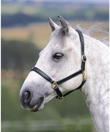Shires Ragley Lined Leather Headcollar: Havana: Cob Havana Cob - Buy Online on GoSupps.com