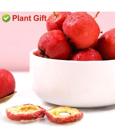 PlantGift Hawthorn Berry 80G/2.82oz China Medicinal Herb (Shanzha/Dried Hawthorne) Dried Bulk Health Tea Hawthorn Berries - Buy Online on GoSupps.com