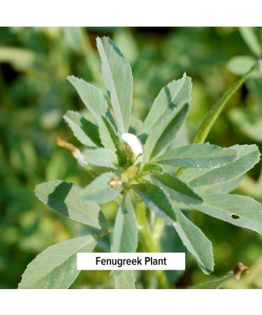 Banyan Botanicals USDA Organic Fenugreek Seed 8 oz - Promotes Healthy Digestion - Aromatic Spice - Trigonella foenum-graecum - Buy Online on GoSupps.com