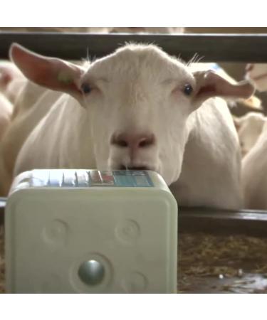 Buy KNZ 10kg Fertility Mineral Lickstone Block - Premium White Salt Lick for Livestock | International Shipping Available - Buy Online on GoSupps.com