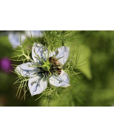 Miel de Nigelle d gypte 300g un miel Rare et unique - 100% Naturel R colt dans la R gion du delta du Nil. - Buy Online on GoSupps.com