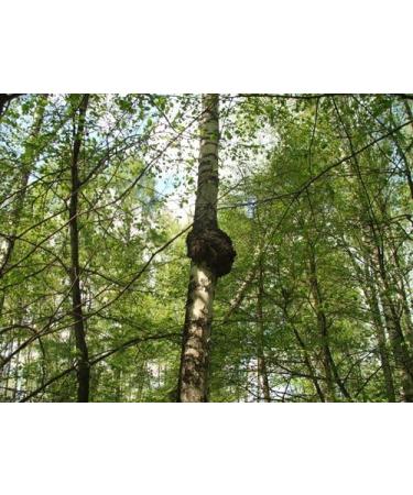  Generisch Chaga Mushroom Powder 450g Premium Wild Harvest Powder for Tea and Health Natural Vital Mushroom - Buy Online on GoSupps.com