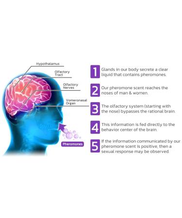 NSRA 100ml France Golden Lure Lace Women Perfume Pheromone Perfume for Women Attract Men Golden Lure Cologne Golden Lure Pheromone Perfume Spray (Purple) - Buy Online on GoSupps.com