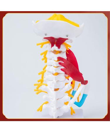 Human Cervical Spine Model Body Model Learning Props Cervical Spine Muscle and Nerve Anatomy Spine Bone Model - Buy Online on GoSupps.com
