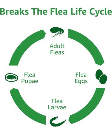 Amazon Basics Flea and Tick Topical Treatment for Cats 1.5lbs+, 3 Doses - Buy Online on GoSupps.com