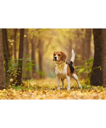 Lionet Paws Dog Bandana - Triangular Scarf for Small Medium & Large Dogs | White Flower Design - Buy Online on GoSupps.com