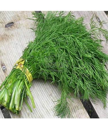 Portal Cool Semi di aneto Ambrosia Tardo 5G semi ucraino - Buy Online on GoSupps.com