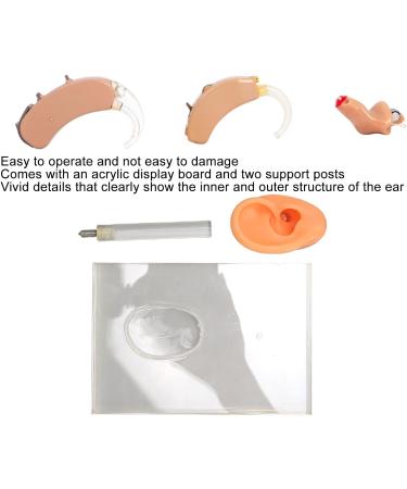 Silicone Right Ear Model with Fine Details - Ideal for ENT Hospitals - Buy Online on GoSupps.com