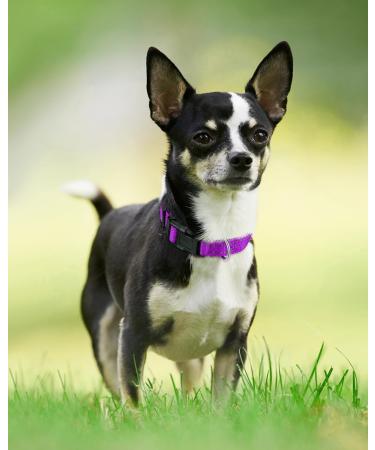 Joytale Reflective Dog Collar for Puppies - XS Purple | International Shipping Available - Buy Online on GoSupps.com