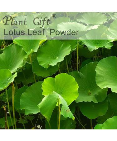 Plant Gift 100% Pure Lotus Leaf Flour Natural Powder of Lotus Leaves Great Taste for Drinks Smoothies Baking Cookies Cakes and Drinks 100g/3.25oz - Buy Online on GoSupps.com