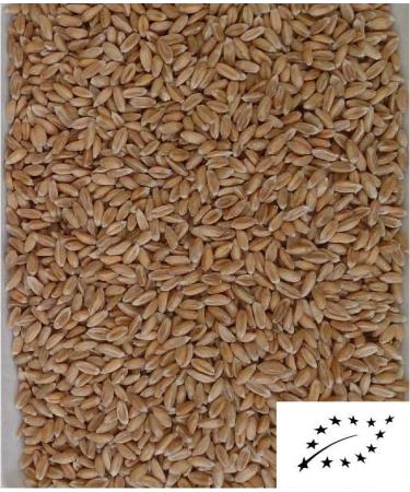 1kg organic spelt kernels loose Top quality! Gently cleaned! Thermally treated!