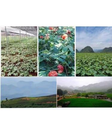 100% Natural Yunnan sanqi -Notoginseng Powder -Tienchi Ginseng Powder-San Qi Tienchi -250g - Buy Online on GoSupps.com