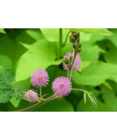 SAFLAX - Echte Mimose - 70 Samen - Mimosa pudica - Buy Online on GoSupps.com