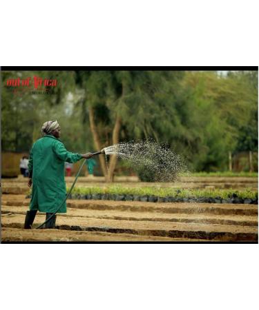 Out of Africa Premium Espresso Ground Coffee 100% Arabica - 250g - Buy Online on GoSupps.com