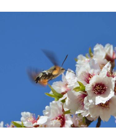 Organic Almonds 800g - 100% Sweet Almonds | Refillable Pack | Regenerative Agriculture from Spain - Shop Internationally - Buy Online on GoSupps.com