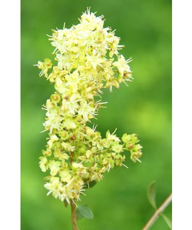 Khadi Natural Plant Hair Dye Medium Brown 100g - Vibrant Cinnamon to Deep Brown | Pack of 1 - Buy Online on GoSupps.com