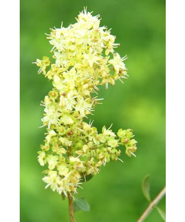 Khadi Light Brown Plant Hair Color - Natural Vegan & 100% Vegetable | Warm Deer Brown with Reddish Reflexes | 100g Pack - Buy Online on GoSupps.com