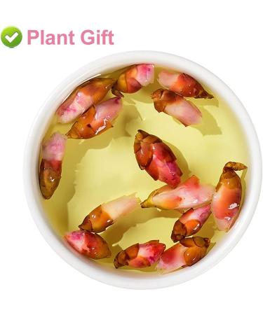 PlantGift Wlid Peach Blossom Flowers Dried 80G/2.82oz Health Tea Marigold Tea Pure Herbal Tea Peach Blossom Tea Caffeine-Free No GMOs Chinese Tea - Buy Online on GoSupps.com