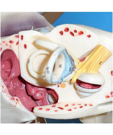 Human Ear Human Ear Body Model Medium Ear Ear External Ear Membrane Temporal Ear Ear Model Educational Model (Size: 16.1x17.3in) - Buy Online on GoSupps.com