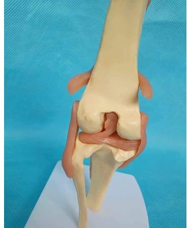 Knee Joint Model for Dogs/Dogs with Strap Animal Joint Skeleton Anatomical for Veterinary Lessons - Buy Online on GoSupps.com