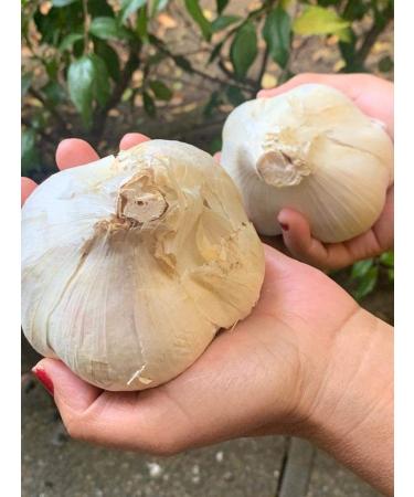 Organic Elephant Garlic Seeds - 2 Fresh Bulbs for Planting, Eating and Cooking | Non-GMO from Brand Bulbs | Sold by Efective Trade LLC - Buy Online on GoSupps.com