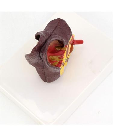 Dog Ear Dissection Anatomy Model Dog Ear Model Animal Organ Anatomy Model Dog Ear Model Health and Infected Pathological Ear Model for Veterinary Education Study - Buy Online on GoSupps.com