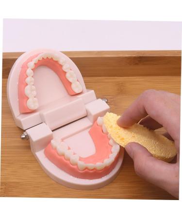 Buy Educational Dental Toys for Kids | Interactive Tooth Models for Early Dental Education - Buy Online on GoSupps.com