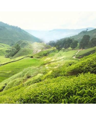 th chinois naturel Th vert en vrac Longjing 250 g - Buy Online on GoSupps.com