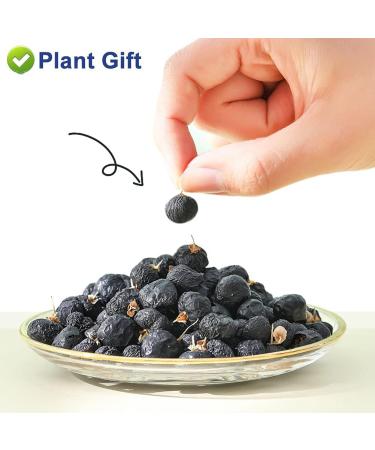 Flower 2 (100G-Black Wolfberry) - Buy Online on GoSupps.com