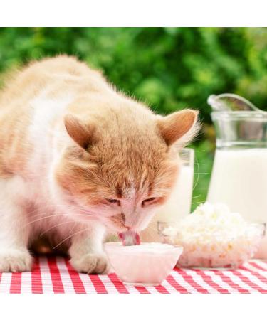 Perfecto Cat Premium Cat Milk - 200ml x 6 | Buy Internationally | Healthy Cat Treats - Buy Online on GoSupps.com