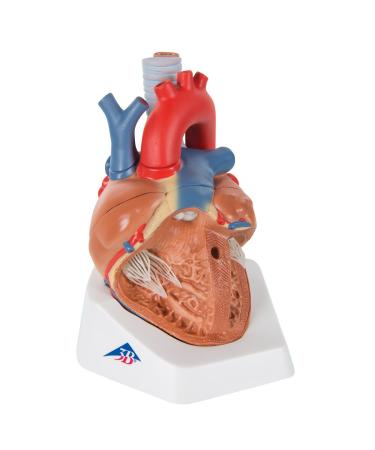 3B Scientific VD253 7 Part Heart Model 7.9-Inchx5.9-Inchx6.7-Inch - Buy Online on GoSupps.com