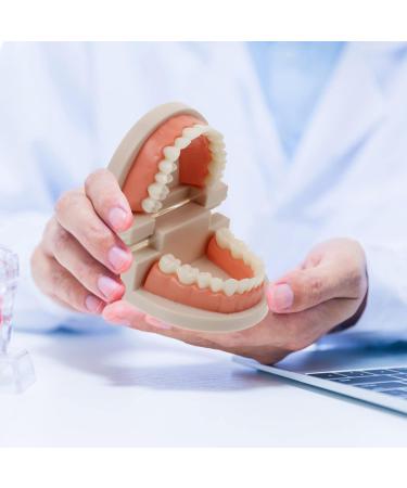 Ultechnovo Tooth Prosthesis Model Toys - Fun and Educational Dental Care for Kids | Perfect for Brushing Practice - Buy Online on GoSupps.com