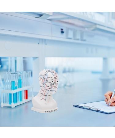 High-Quality Gleavi Acupuncture Point Model - Human Head Massage Model - PVC Acupuncture Head Model 22x12x8cm for Effective Head Massage - Buy Online on GoSupps.com