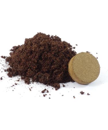 SAFLAX - Ginkgo - 4 seeds - With substrate - Ginkgo biloba - Buy Online on GoSupps.com