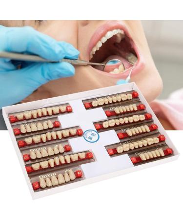 Realistic Synthetic Resin Teeth for Halloween Props | Professional Quality & Fine Workmanship for Model Learning - Buy Online on GoSupps.com