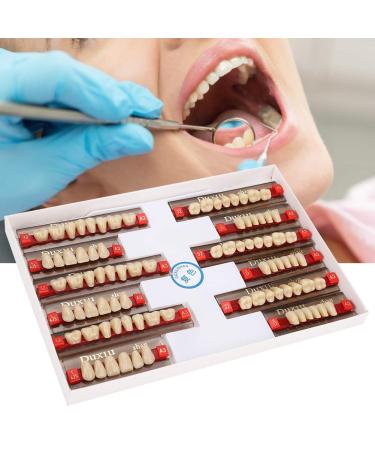 Buy Complete Resin Dentures | High-Quality Artificial Teeth & Dental Supplies for International Shipping - Buy Online on GoSupps.com