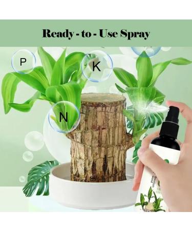 Brazilian Wood Plant Food Lucky Bamboo Liquid Fertilizer Lucky Brazilian Wood Houseplant Fertilizer Brazilian Wood Flowering Special Nutrient Solution (2pcs) - Buy Online on GoSupps.com