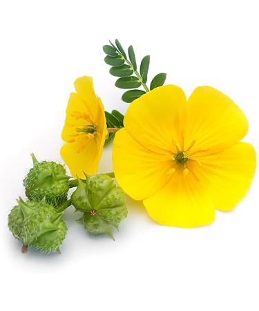 Organic Tribulus Terrestris 500 mg - High-Dose Extract (80% Saponins) - 120 Vegan Capsules - Non-GMO Additive-Free - Buy Online on GoSupps.com