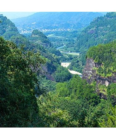 50g (0.11LB) Milk Tea Oolong High Tea Cost-Effective Oolong Tea New Chinese Fresh Tea Anxi Oolong Tea Green Tea Green Food - Buy Online on GoSupps.com