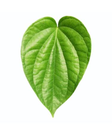 100PCS Fresh Betel Leaf Paan Piper Betel leaves 100 PCS