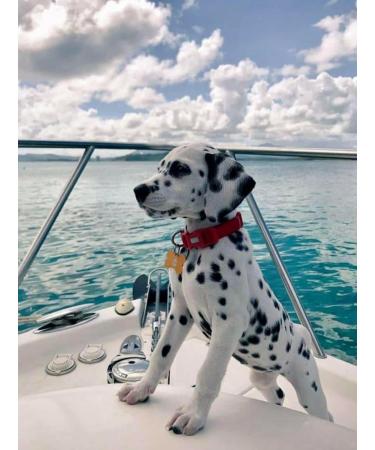 Extra virgin olive oil 500ml - Buy Online on GoSupps.com