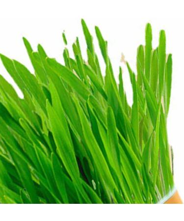 Hydroponic Cat Grass Kit Hydroponics Growing System Garden Kit Soil Growing Catnip Cat Grass with Planting Box for Indoor Household (Blue Orange) - Buy Online on GoSupps.com