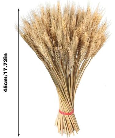 Wheat Bouquet Wheat Dried Flowers Dried Wheat Stalks Natural Dried Wheat Sheaves Fall Harvest Wheat Bouque Dried Wheat Sheaves Bundle 100Pcs Dried Grasses For Vases Dried Wheat Stalks Fall Decor - Buy Online on GoSupps.com